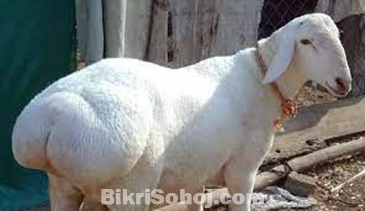 দুম্বা বিক্রি হবে